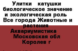 Улитки – катушки: биологическое значение и экологическая роль - Все города Животные и растения » Аквариумистика   . Московская обл.,Королев г.